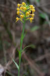 Crested yellow orchid